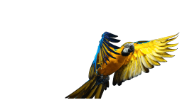 bird