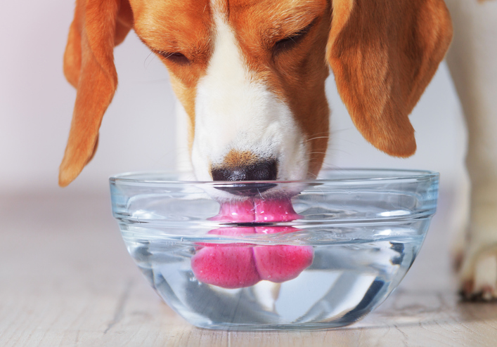 Достаточное количество воды собаке