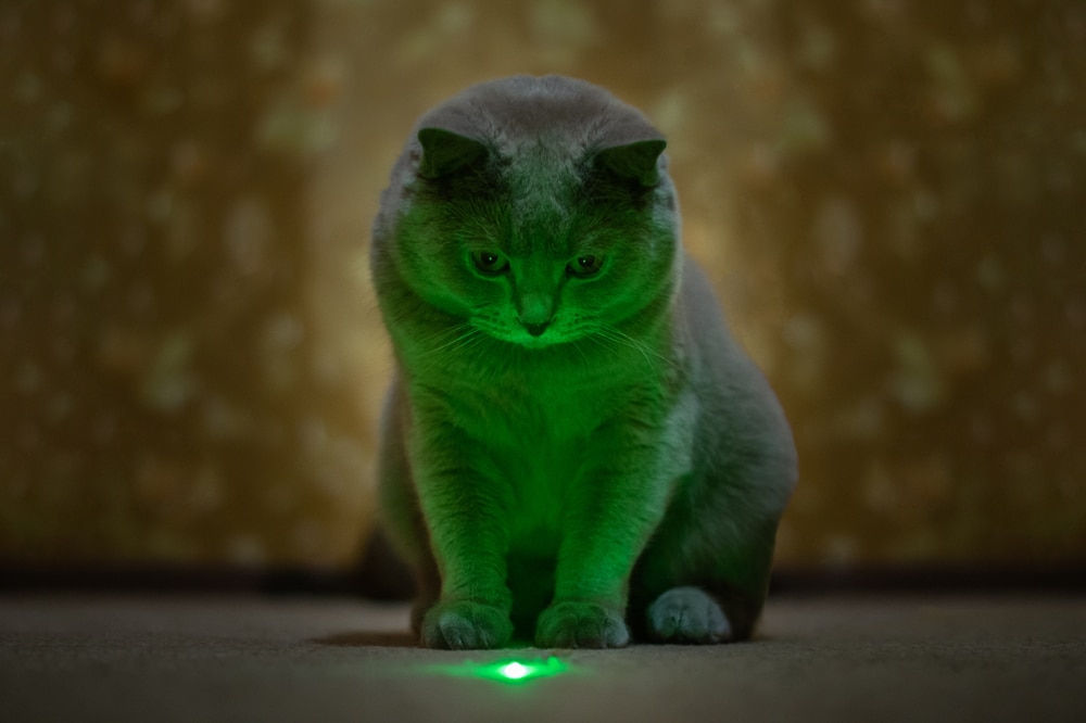 лазерная указка для кота